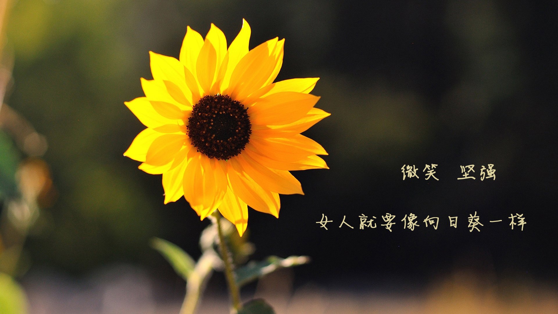 东方力量的双重奏，印度队创造历史，陈雨菲闪耀汤尤杯