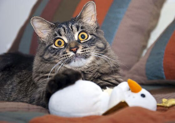 江畔奇迹，一支中国球队如何用上海节奏颠覆北美风暴