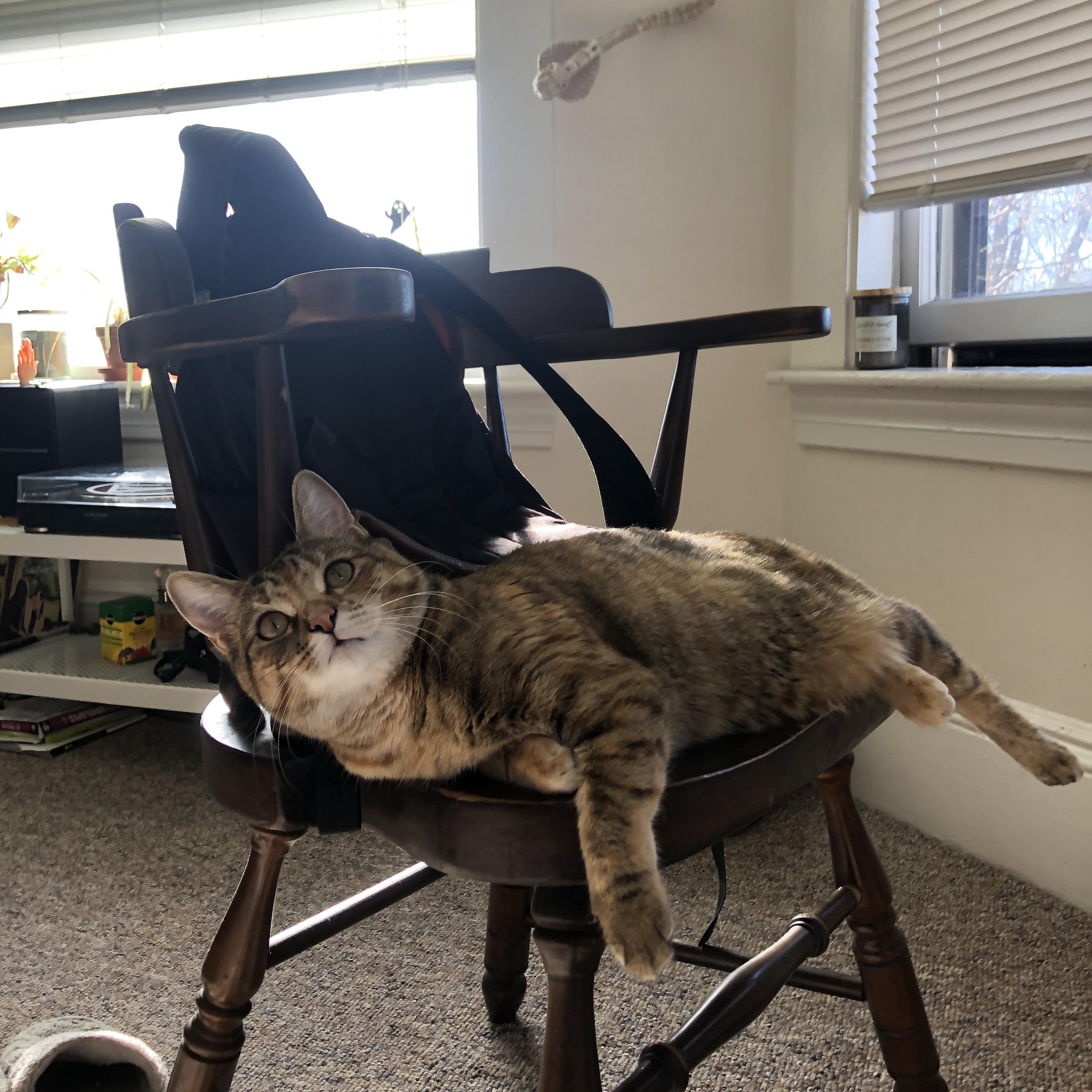 绿茵与硬木的碰撞,意甲焦点战与马刺黄蜂鏖战全解析