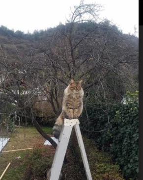 关键先生黄喜灿闪耀，加纳斩落德甲劲旅勒沃库森