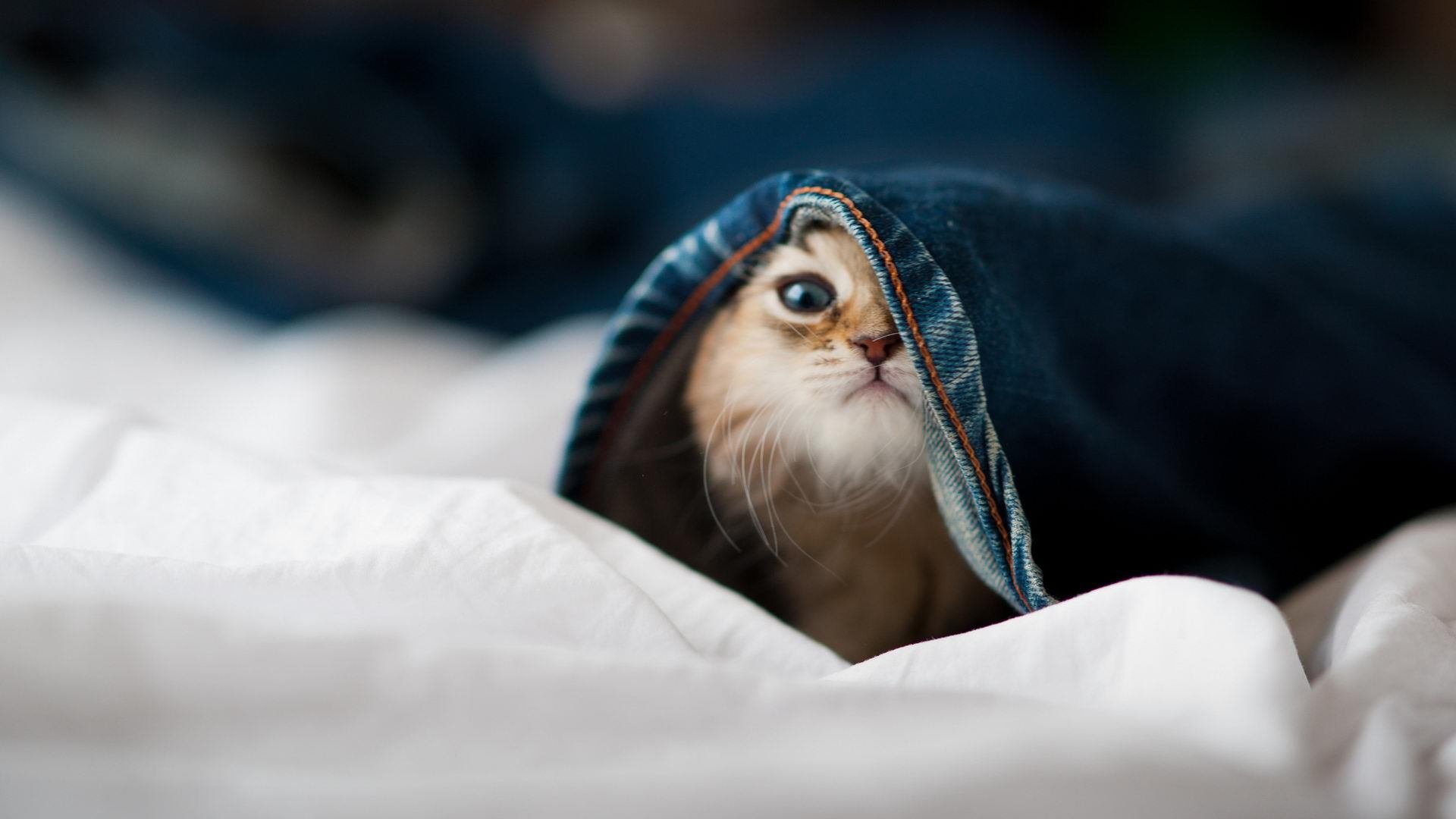 跨越大陆的绿茵奇缘，皇马友谊赛对阵安哥拉，贝林厄姆刷新单季进球纪录