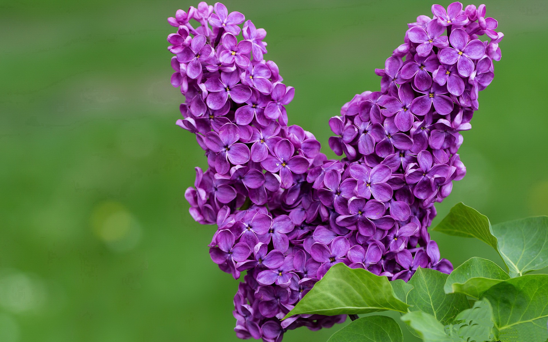 迪马利亚双响定乾坤,美国队友谊赛2-0力克国际米兰