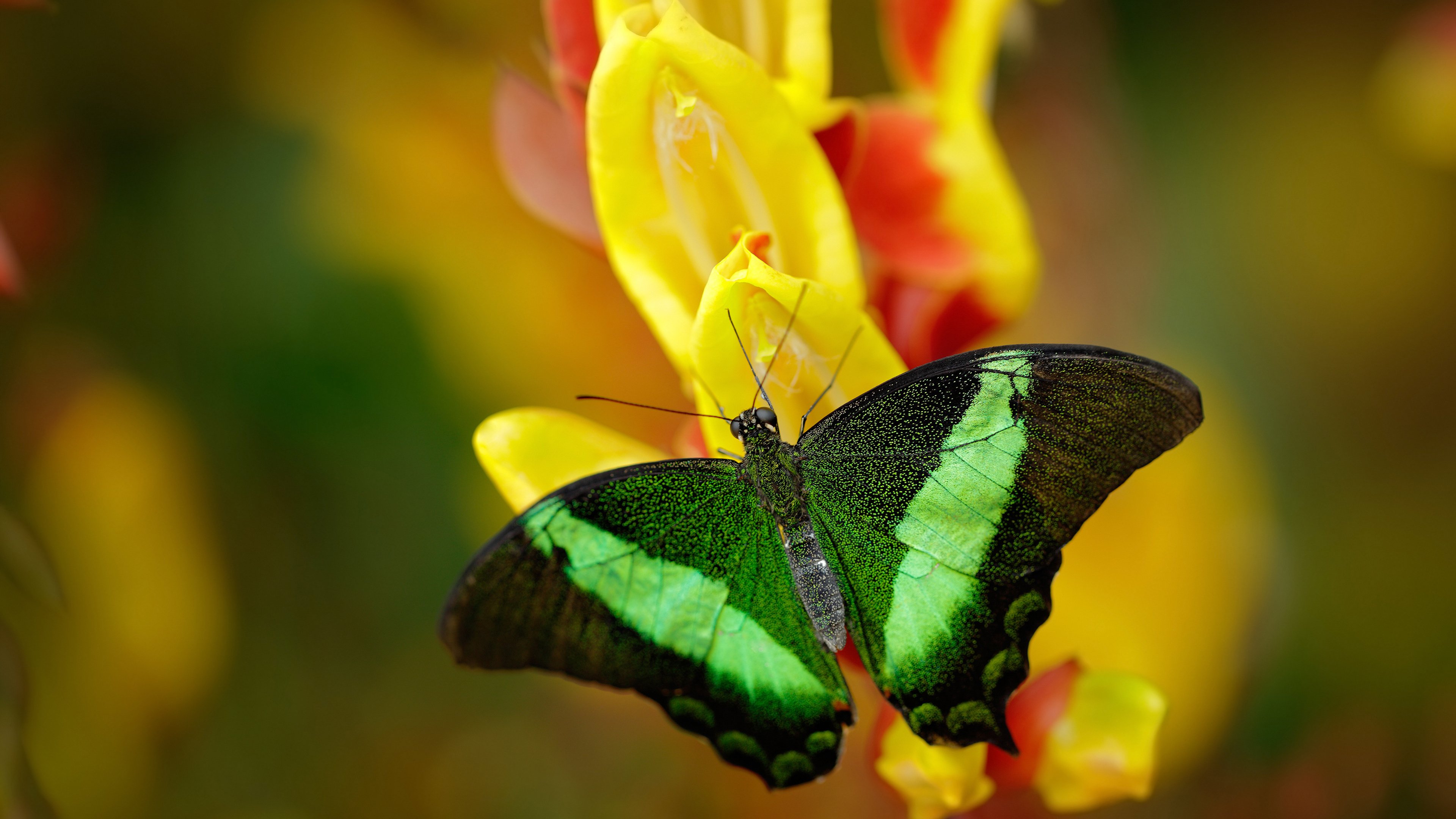 流星与主权,当阿尔瓦雷斯将欧冠之夜切割成独属于他的时间