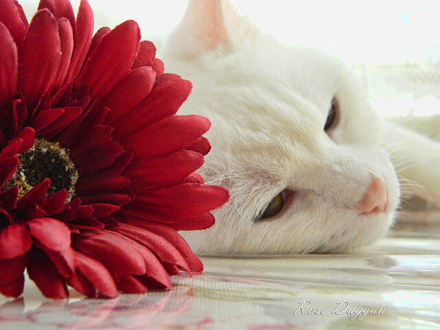 当银河倾斜，在2026世界杯之夜，加克波是如何成为穿越黑暗的流星的？