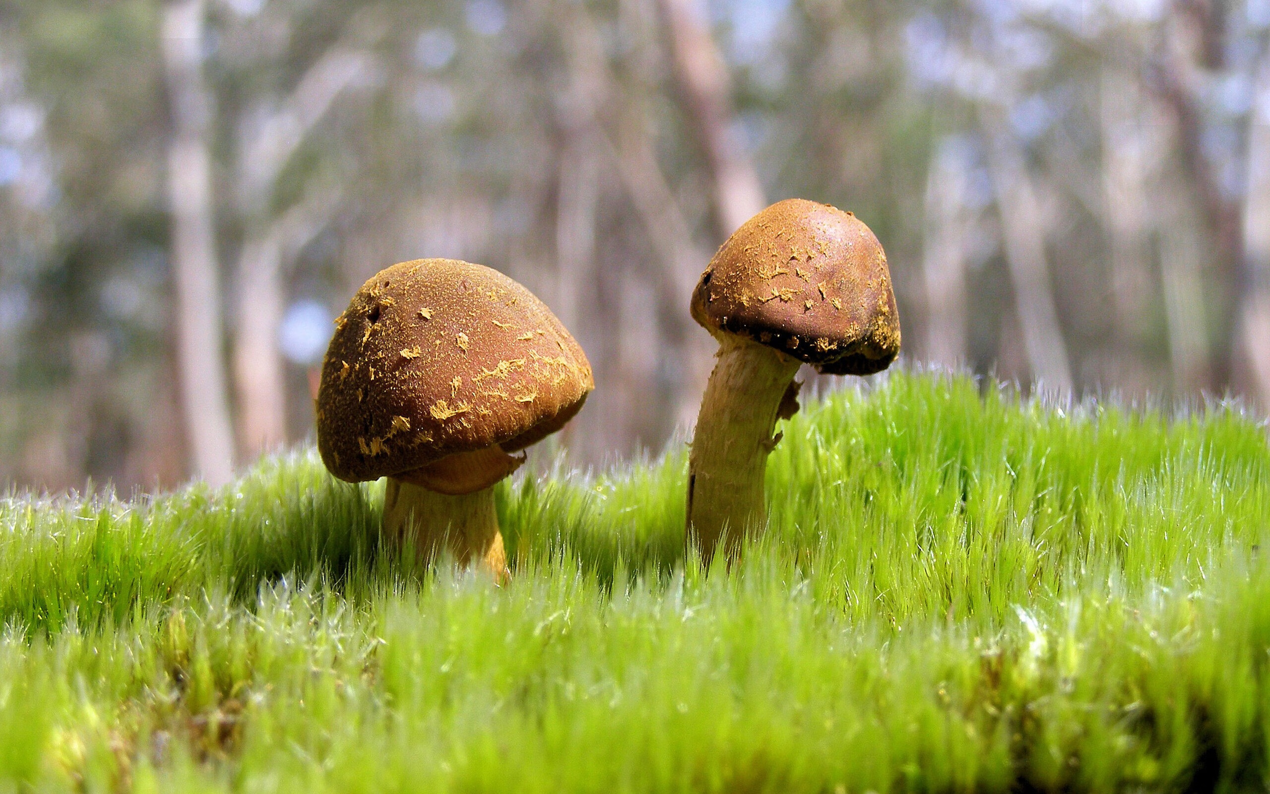 冰与火之歌,小贾伦末节觉醒,步行者寒刃出鞘终斩马刺