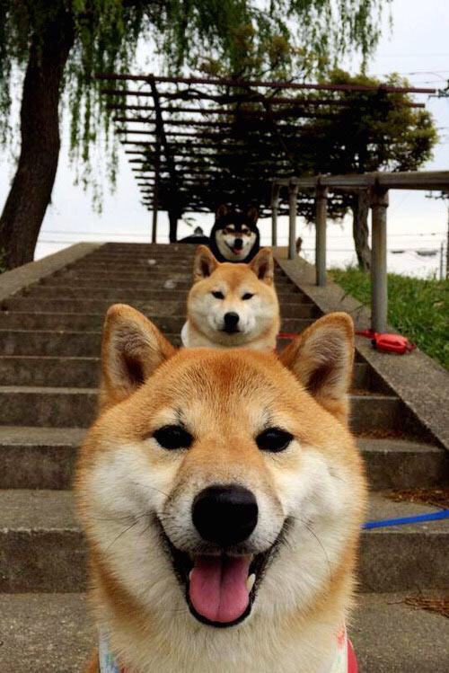 维也纳之夜，谁主沉浮？无名门神拉亚的逆袭诗篇