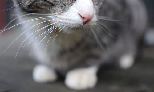 当足球战胜时差,布雷默的压哨球与两个世界的凌晨