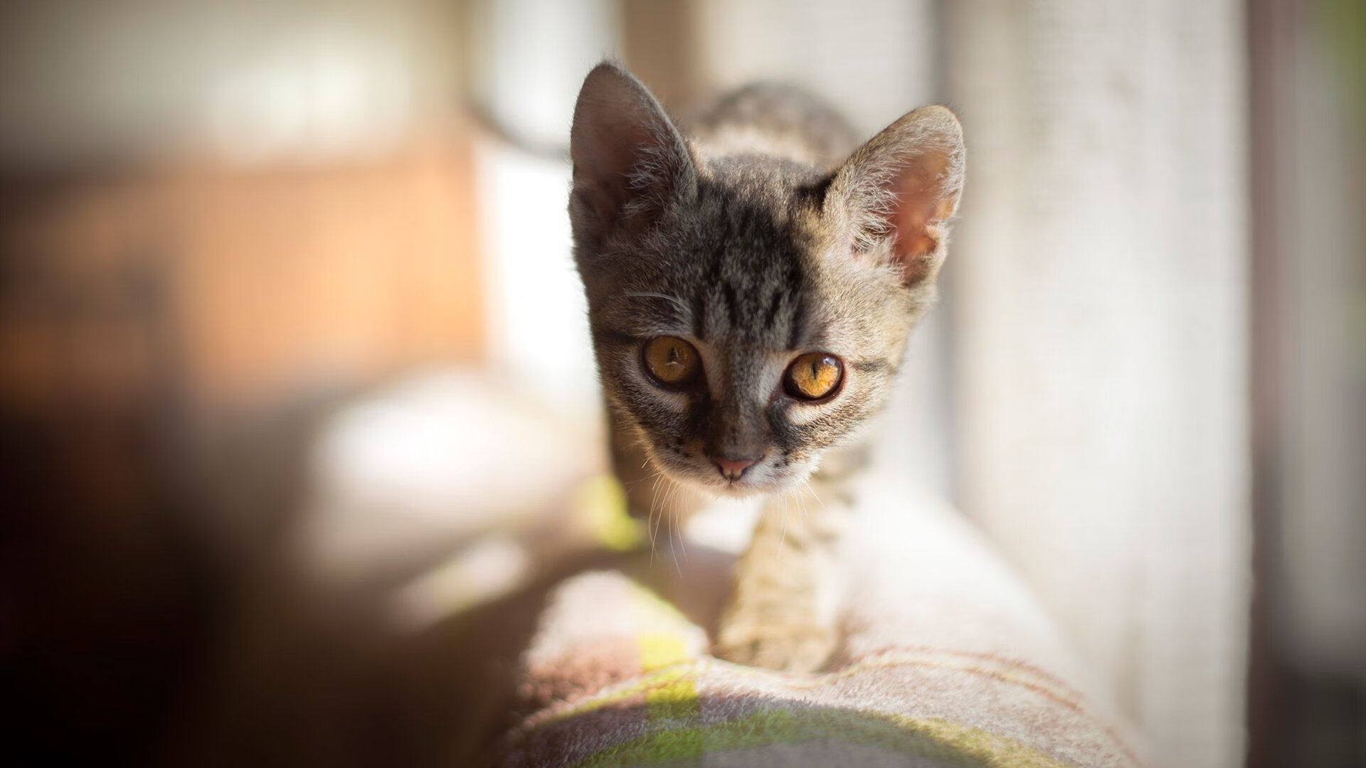 引擎轰鸣与地板震颤，一场平行时空的焦点战