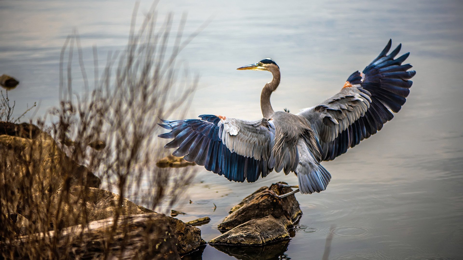 美加墨世界杯之夜,哈利伯顿全程高能输出,铸就篮球传奇