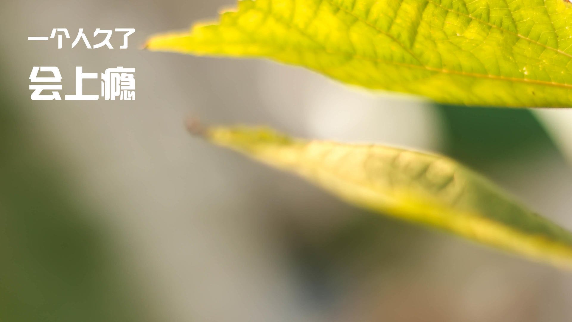 战术秩序与个人英雄主义,足球世界的两极共鸣