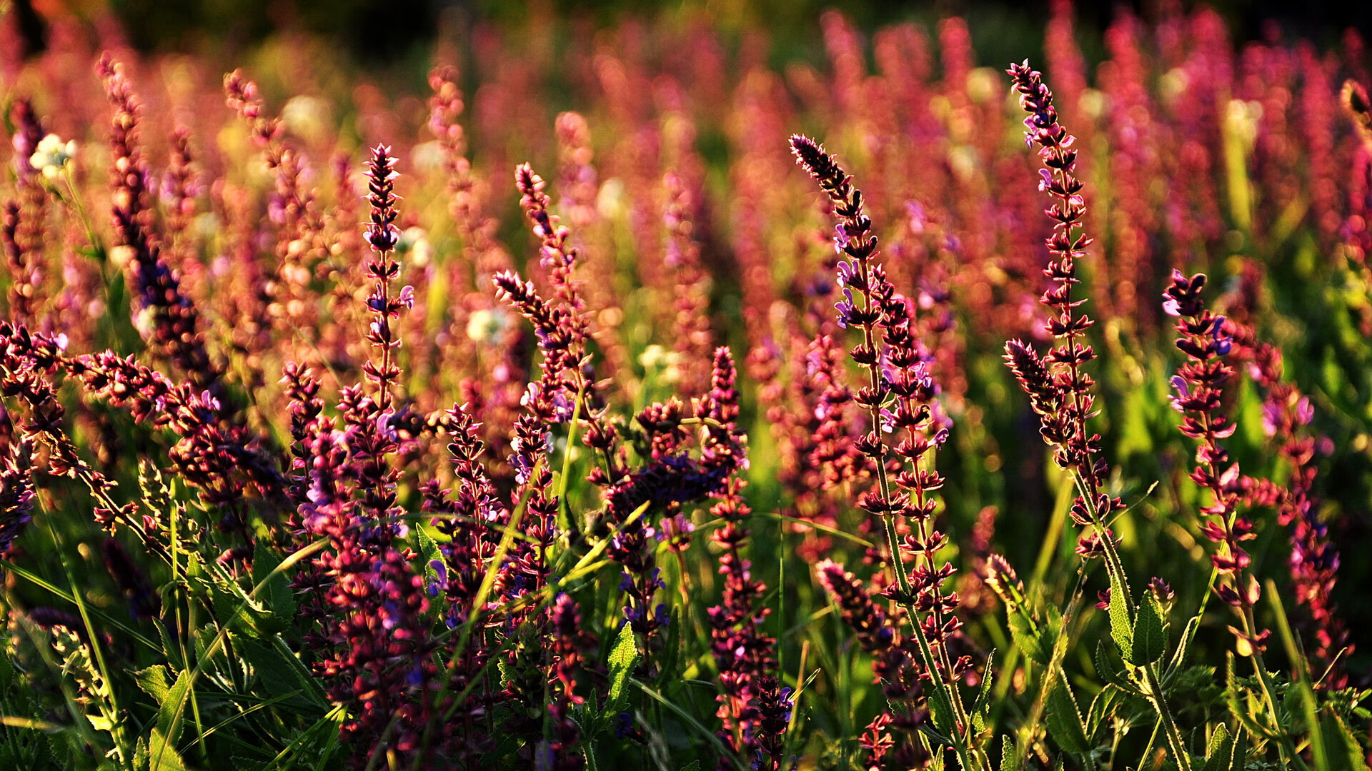 NBA绝境熔炉，保罗在高压下完成终极救赎
